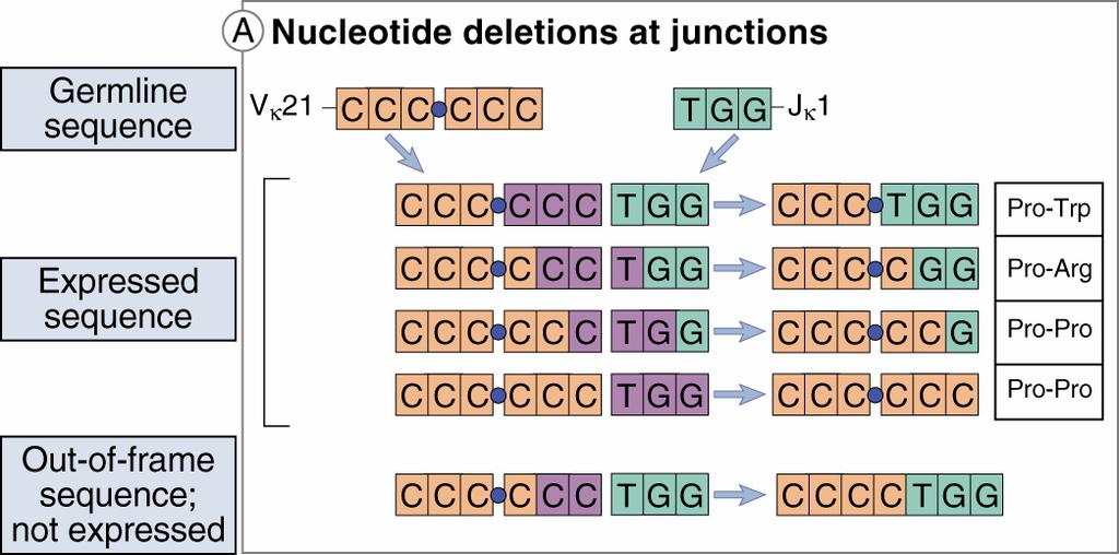 Deleción de nucleótidos en las uniones de minigenes Secuencia en