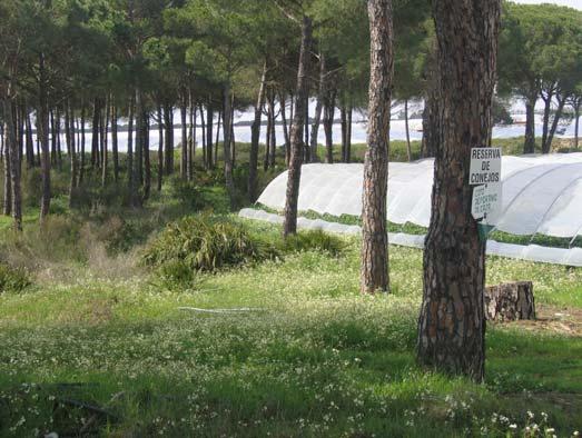 Fresa y Naturaleza en Doñana Corredores