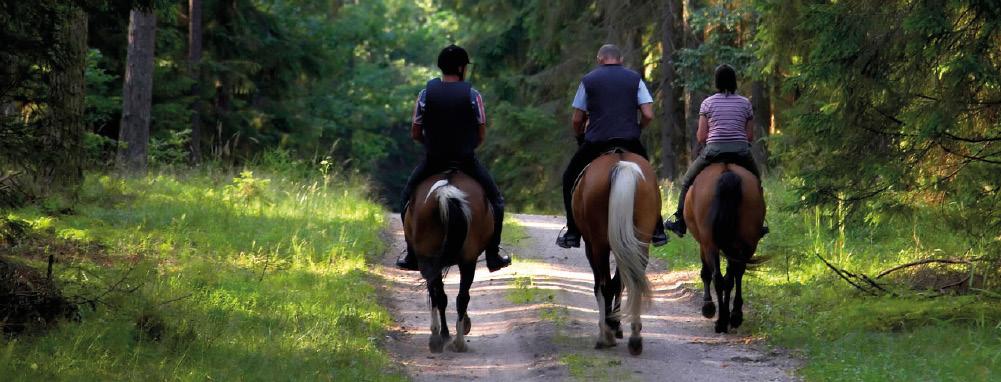 PASEOS A CABALLO POR COLLSEROLA ( 1 ó 2 horas aproximadamente ) Las excursiones a caballo son la mejor manera de acercarnos al apasionante mundo del caballo y, al mismo tiempo, de disfrutar del