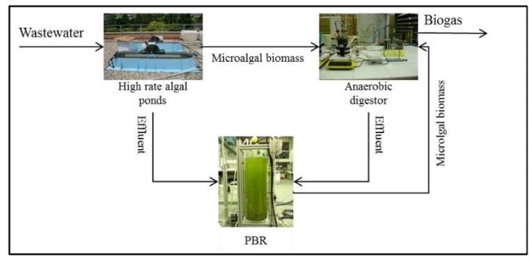 4.2. Fotobiorreactores (FBR) Los fotobiorreactores son tanques tubulares que mejoran la eficiencia con que la energía solar es transformada en biomasa, pero sus costes asociados, como el consumo de