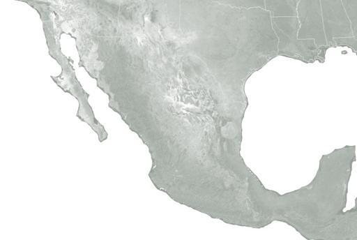 RECURSO GEOTÉRMICO EN MÉXICO Exploración en Baja California PROYECTOS EN OPERACIÓN 808 MW PROYECTOS EN CONSTRUCCIÓN Cerro Prieto BC, 570 MW 100 MW PROYECTOS EN PROCESO DE DESARROLLO 50 MW GRAN