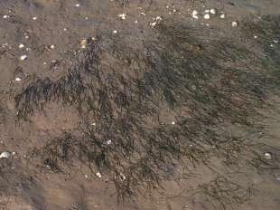 Identificación por ortofoto Distribuida a lo largo del litoral gaditano-onubense, y en menor medida en la costa almeriense, se desarrolla en sustratos fangosos (fluvisoles, luvisoles, etc.