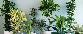 Necesidades de luz por tipo de plantas LUZ INTENSA Clivia