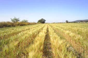 Influencia del manejo agronómico del cultivo de la en la calidad del grano para la industria maltera Conocimiento de las principales variables climáticas, temperatura y precipitación, así mismo las