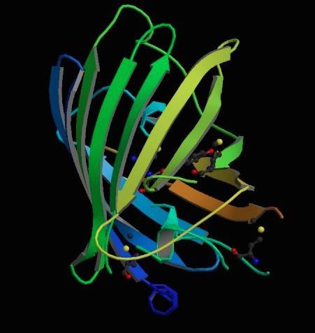 Proteína Fluorescente Verde (GFP)