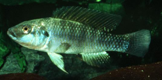Alcolapia grahami es la única especie de pez que vive en sus