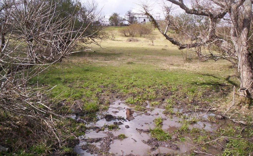 Austrolebias cinereus Especie en Peligro Crítico de Extinción Es exclusiva de Uruguay.