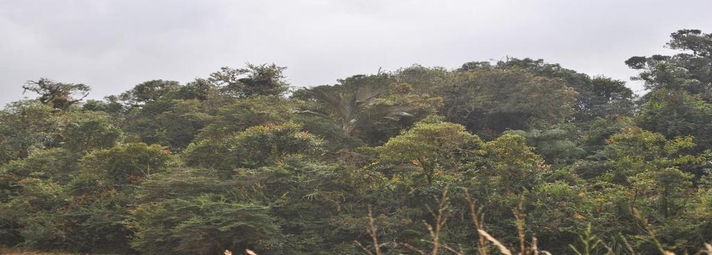 (Quercus humboltii), existiendo poblaciones reconocidas en las Cuencas adyacentes (Campo Alegre y Quindío) y en un parche sembrado el área del Santuario de Flora y Fauna Otún Quimbaya y en el Parque
