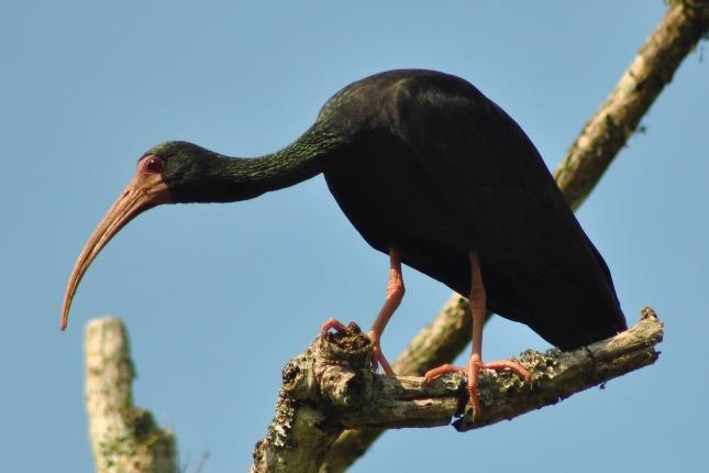 Algunas especies de aves de la Cuenca media y baja se encuentran en algún grado de amenaza a nivel regional, y conviven en un complejo lagunar importante asociado a los humedales ubicados en una