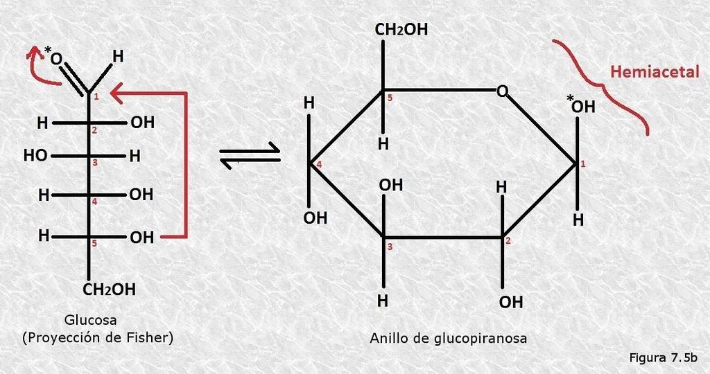 En primer lugar, es lógico que no reaccione como lo hacen los aldehídos, ya que su grupo carbonilo no existe en realidad como tal, sino que ha reaccionado previamente para formar el hemiacetal