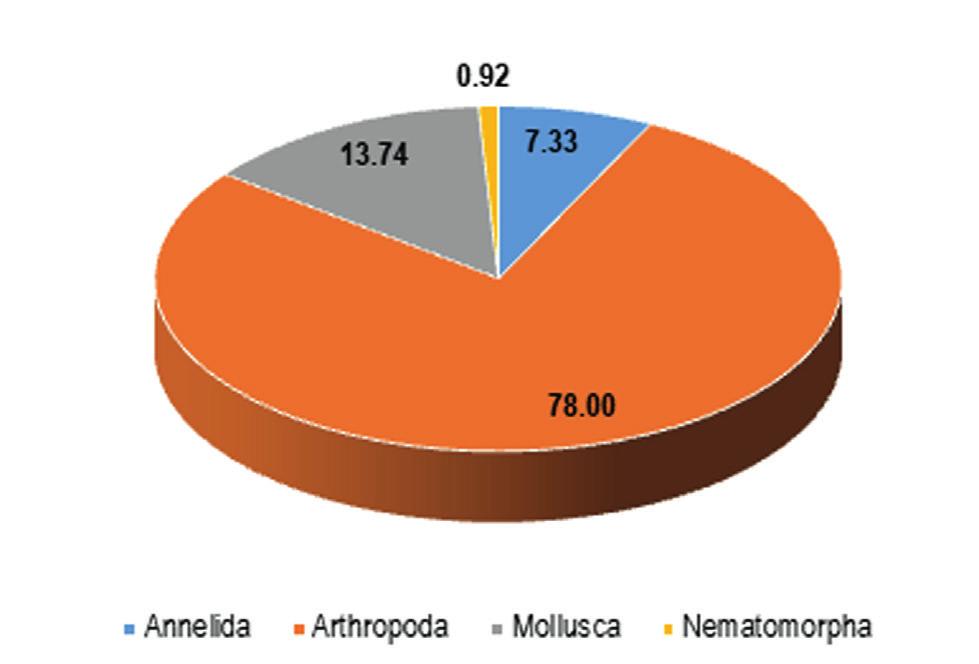 Para la época húmeda (Noviembre, 2010), Arthropoda representó el 78%, seguido de Mollusca con 13.74%, Annelida con 7.33% y Nematomorpha con 0.92% (Figura 5). Figura 4.