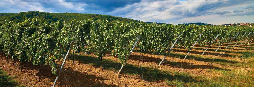 Perfil P7E El poste extremo P7E ha sido diseñado especialmente para uso dinámico en las espalderas de viticultura.