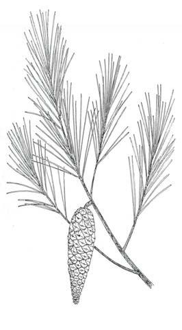 registr o 7 Emplazamiento común Pinus halepensis Mill. Pinus pinea L.