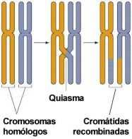 dotación cromosómica o información genética. Cada célula hija recibe un miembro de cada par de cromosomas homólogos. Durante la interfase previa a la meiosis I, el ADN se duplica en la fase S.