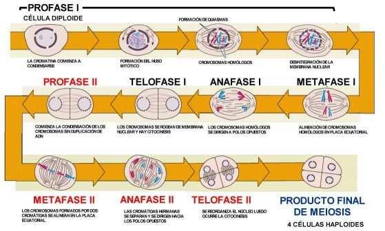 opuestos de la célula. La telofase II y la citocinesis son los procesos finales de la meiosis II.