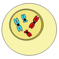 una, el óvulo, es funcional y acapara todo el citoplasma. Las otras tres se denominan cuerpos polares y se desintegran rápidamente.