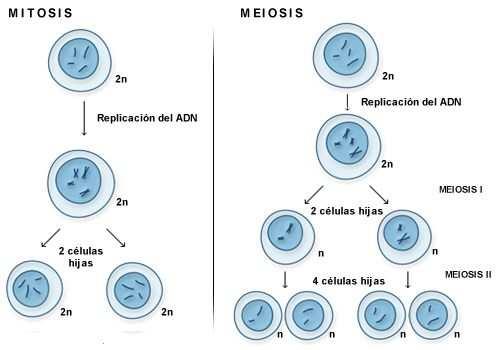 En el siguiente link también podrás encontrar una comparación entre mitosis y meiosis http://highered.