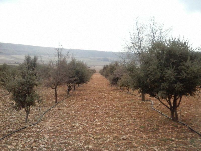 Plantaciones Forestales Temporales por la Conselleria d Agricultura, Medi Ambient, Canvi