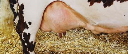 ANATOMÍA DE LA GLÁNDULA MAMARIA Volver a: Producción bovina de leche Departamento Técnico DeLval. 2015. Entorno Ganadero 47, BM Editores. www.produccion-animal.com.