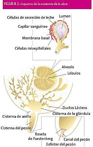 La glándula mamaria consiste en tejido secretorio y tejido conectivo.