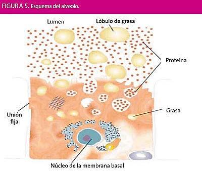 SECRECIÓN Y COMPOSICIÓN DE LA LECHE La síntesis de leche se produce en el alveolo donde las células de la glándula mamaria son provistas continuamente por nutrientes, demostrado en la figura 5.
