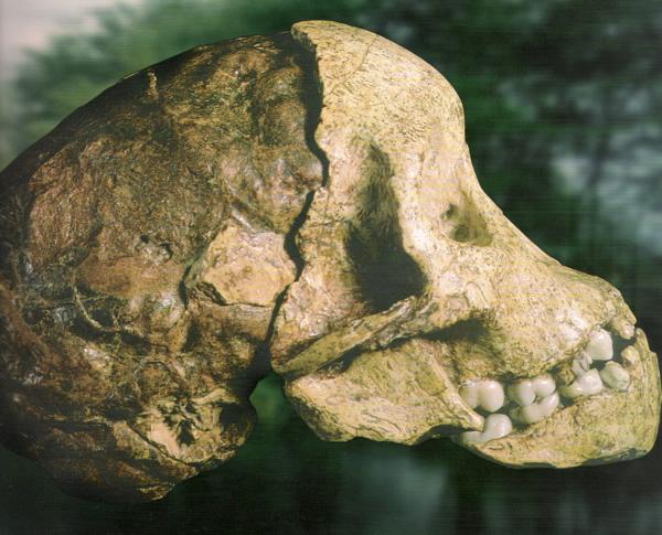 Australopithecus 4-1 Ma. Homínids mes extensos per Àfrica.
