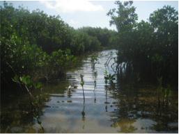 EL PROPOSITO DEL CONVENIO Ramsar Protección, conservación y el uso racional de los humedales, reconociendo que los humedales