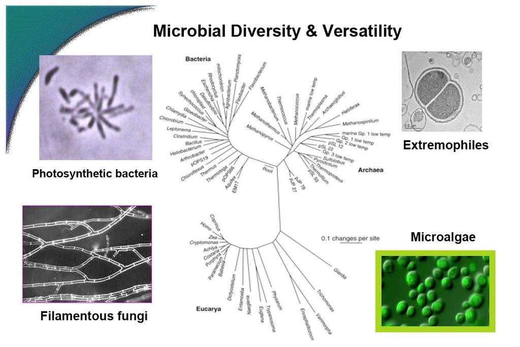 ESTUDIO Y USO DE LA BIODIVERSIDAD MICROBIANA Los microorganismos