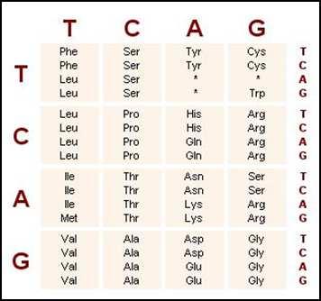 Slide 30 / 46 Se puede determinar la secuencia de aminoácidos usando una tabla diferente.