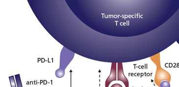 INTRODUCCIÓN Inmunoterapia: Inducir y/o potenciar la respuesta inmune frente al tumor La unión