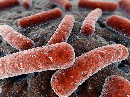 1. INTRODUCCIÓN La tuberculosis con resistencia a fármacos (TB-FR) existe como