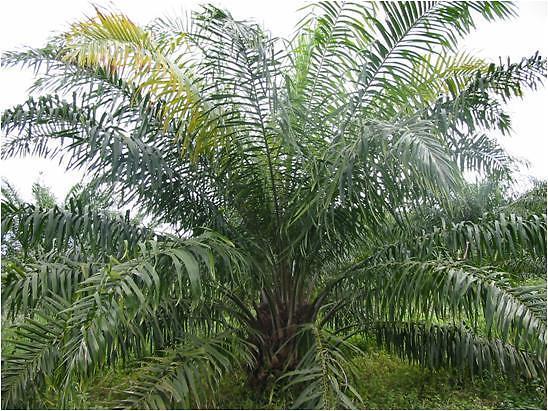 Daños y síntomas P. palmivora infecta a más de 200 especies de plantas.