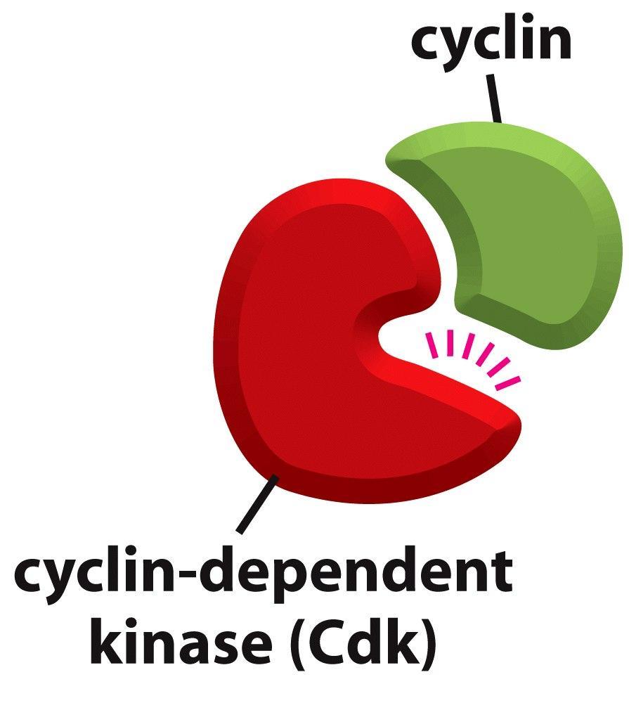 Las ciclinas son las responsables del avance de cada fase del ciclo celular Las cinasas