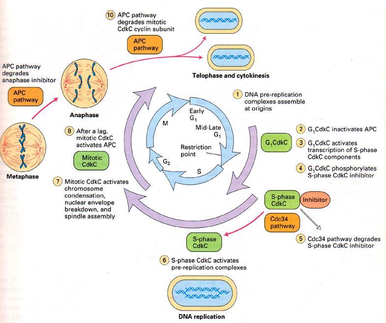 APC degrada el complejo M CdkC APC degrada inhibidor de anafase Ciclina D Se ensamblan los complejos pre-replicativos en los orígenes de replicación Después de lag M CdkC activa APC Se inactiva APC