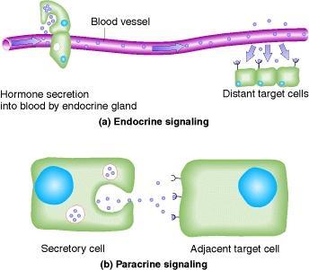 Las células perciben señales extracelulares