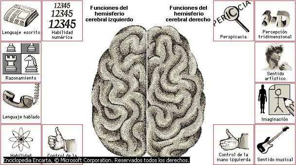 El hemisferio izquierdoregula las actividades del lenguaje y las funciones del lado derecho El hemisferio