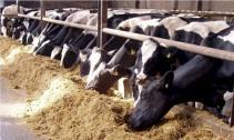 quince vacas secas en el período Año y medio 01/01/2016 30/05/2017