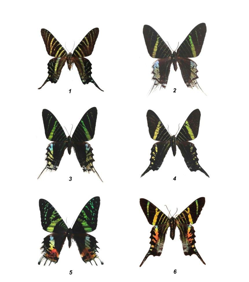 236 sencillamente espectacular, con franjas verdes en las alas anteriores y una iridiscencia rojizo dorada en las alas poteriores que asemeja a la Urania de Madagascar Chrysiridia rhipeus-5;