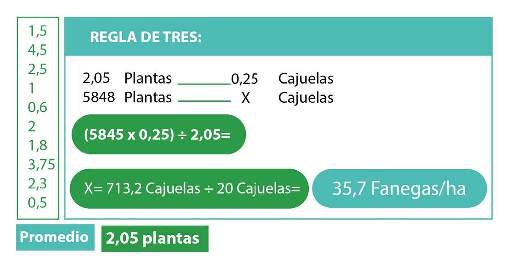 cuartillo de fruta madura (0,25 cajuelas), imaginando el tamaño que el grano pueda tener al llegar a su madurez.