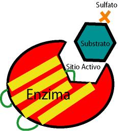 Propiedades de las enzimas Son de naturaleza proteica. Aceleran las reacciones químicas. Actúan en pequeñísimas cantidades.