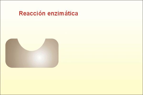 Mecanismo de acción de las enzimas El sustrato (S) se une a la enzima en el sitio activo.