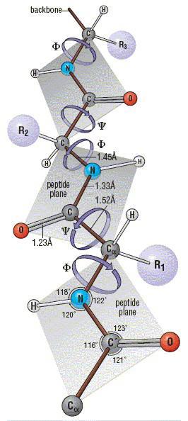 2. L Enllaç Peptídic Una cadena peptídica està formada per una sèrie de plans separats pels grups -CH-R Només els enllaços simples dels àtoms Cα-N i