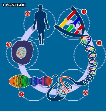 EL PROYECTO GENOMA HUMANO Es la secuencia del patrimonio genético de la humanidad El núcleo de cada célula humana posee la información de todos los secretos de la especie Se encuentra la información