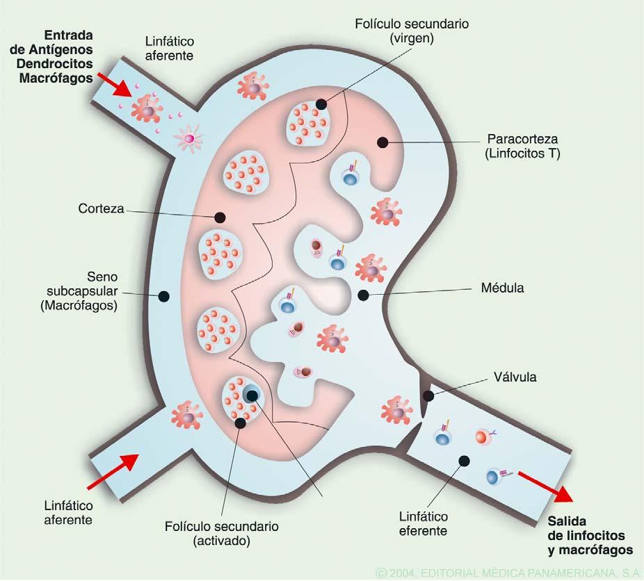 Tema 3. Órganos y tejidos del sistema inmune Órganos linfoides secundarios Son lugares de interacción entre los linfocitos y los antígenos.