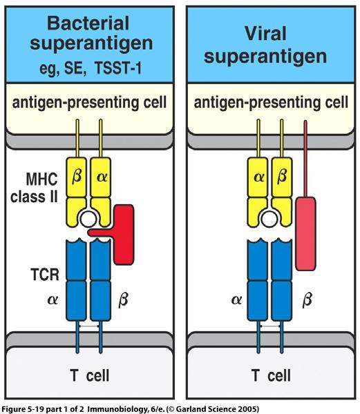 Tema 4. Antígenos Haptenos Los haptenos son moléculas orgánicas pequeñas que son antigénicas pero no inmunogénicas. El acoplamiento químico de un hapteno a una proteína (carrier) lo hace inmunogénico.