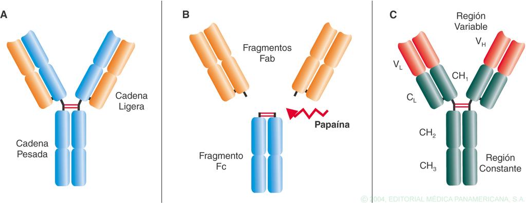 Tema 5. Anticuerpos Estructura de las inmunoglobulinas Son glicoproteínas secretadas o unidas a la membrana plasmática de los linfocitos B.