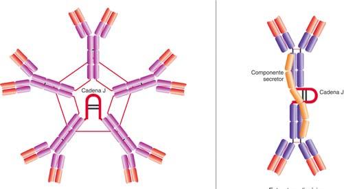 Clases y subclases de las Ig Anticuerpo Subclase Estructura Función principal IgA IgA1 Monómero Inmunidad de mucosas IgA2 Dímero (con J) IgD Monómero Desconocida IgE Monómero Muy potente actividad