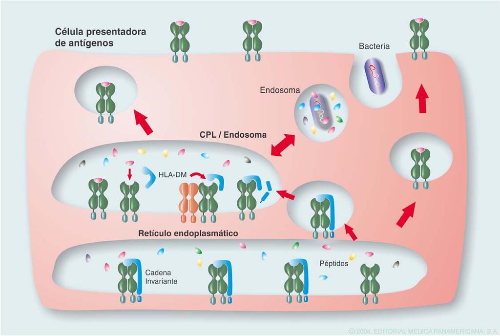 Tema 9. Procesamiento y presentación del antígeno Ruta endocítica de procesamiento del antígeno CLIP Cadena invariante: impide la unión de péptidos endógenos (en el reticulo endoplasmático).