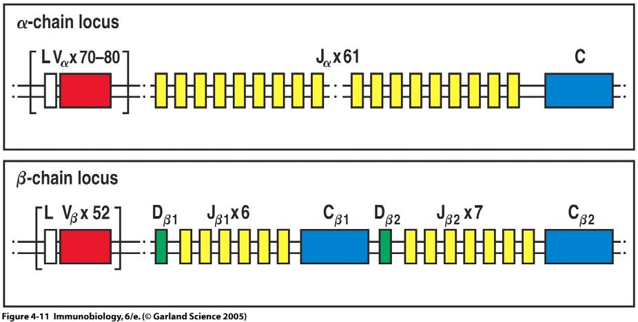 Tema 10. Moléculas de superficie de los linfocitos T Organización y reordenación de los genes del TCR Organización en la línea germinal de los loci α y β del TCR humano.