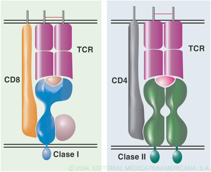 Tema 10. Moléculas de superficie de los linfocitos T Correceptores CD4 y CD8 Los linfocitos Tαβ se pueden separar en dos subpoblaciones, según expresen los correceptores CD4 y CD8.